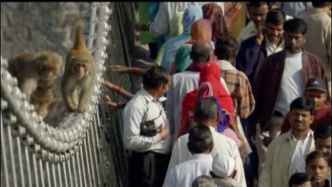 Cheeky Monkeys Stealing and Begging for Food - Ganges