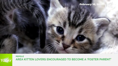 Area kitten lovers encouraged to become a ‘foster parent’