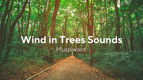 Wind in Trees Sounds for Stress Relief or Sleeping