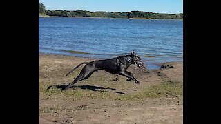 Great Dane running at the lake