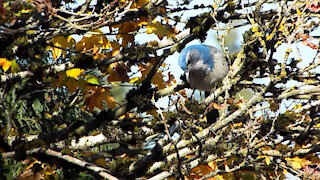 California Scrub Jay