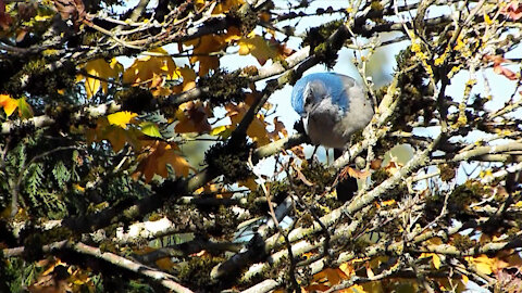 California Scrub Jay