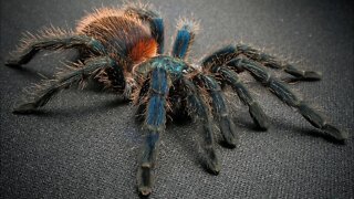 Brazilian Blue Dwarf Beauty Tarantula #shorts