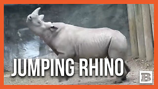 Rhino Has Absolute Time of His Life Jumping Around Cincinnati Zoo