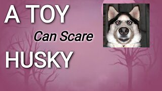 🦀🦀😂😂Husky vs. Little Toy: Who Will Win?,Hilarious Husky Gets Scared by Toy #HuskyLove #ToyChase