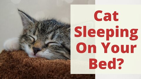 Cat Sleeping On Your Bed? Why Cats Love Sleeping On Our Beds? Useful Facts About House Cats.