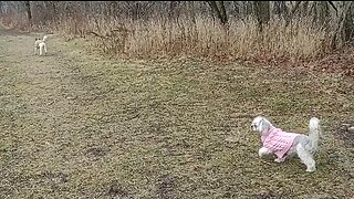 A Leisurely Meandering Through a Meadow