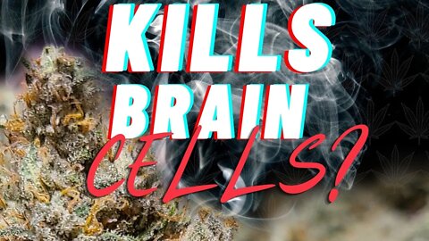 Does Marijuana Kill Brain Cells? 🧠 #shorts#marijuanaprohibition #doesprohibitionwork