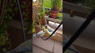 Teen Blue Tit & Adult TANGO on the Tightrope #talontales #gardenbirds #birdwatching #BlueTit