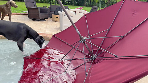 Great Danes don't seem to notice patio umbrella in the pool