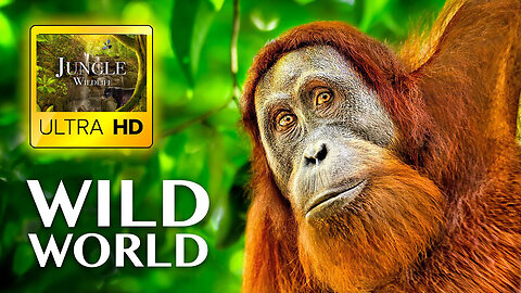 WILD WORLD in ULTRA HD - Wildlife and Animals with Real Nature Sounds