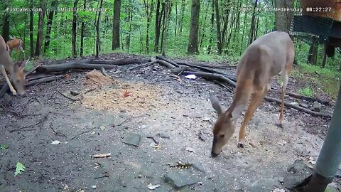 Breakfast, one bully and bleating fawns 9/7/22
