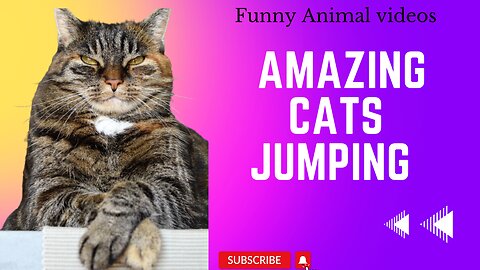 Amazing Cats Jumping - Feline Agility at its Best!"