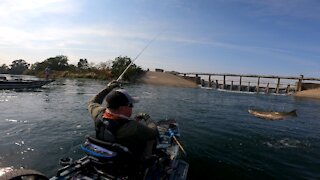 Huge Salmon Jumps Into The Kayak!!