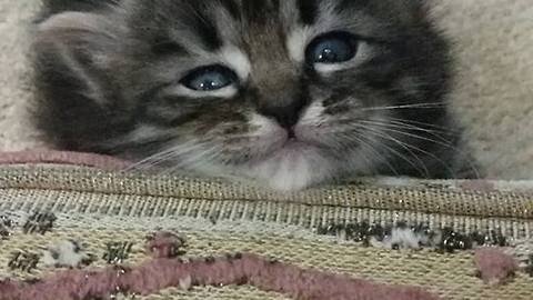 swet kitten need to sleep