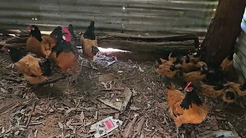 New batch of Vorwerk chickens #poultry #chickens #chicken #kfc #vorwerk