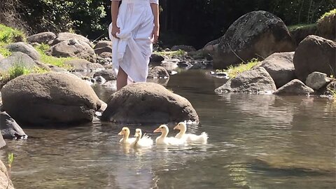 Calming Video of Our Ducklings' First Swim in the Stream (with Anastasia the Mumma Duck)