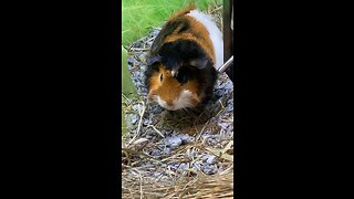 Guinea Pig Eating