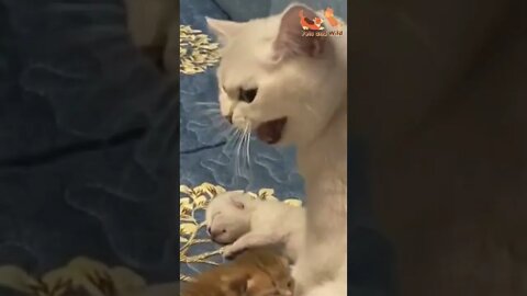 cutest Cats😹 angry cat mom #cats2022 #cats #Petsandwild