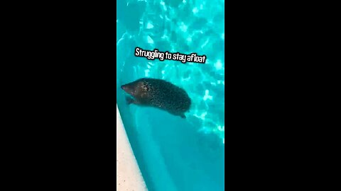 Rescuing a Hedgehog from Drowning 🦔🌊😱