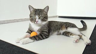 Cat Reaction to Ping Pong Ball