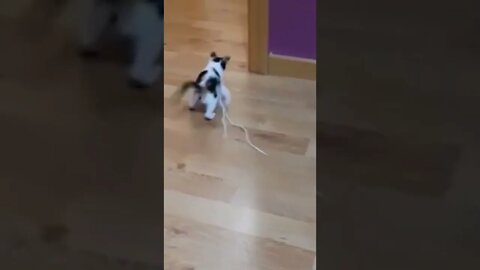 Cute kitten playing with rope cute video #shorts #cat #catlover