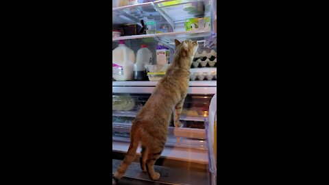 OMG This cat is climbing the fridge to get her food