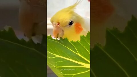 Cute Cockatiel Funny Moments 😁 😂 #featheredfriends