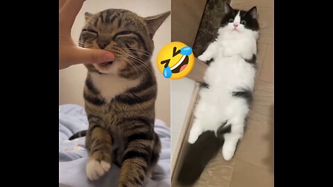 Trrnding Cute Cats😹Funny Fail ops Moments🤣😂