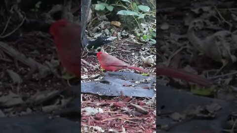 Male Cardinal Eating
