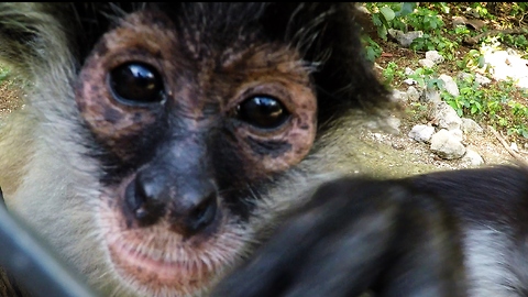 Monkeys interrupt hilarious fight to investigate GoPro