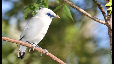 Interesting Facts About The Bali Starling Bird