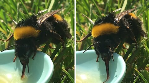 Adorable Bumblebee quenches its thirst on a hot summer day