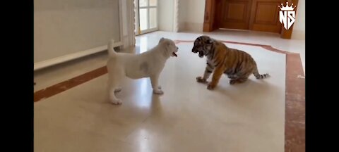 PUPPY VS TIGERS 🐅🐅 FIGHT