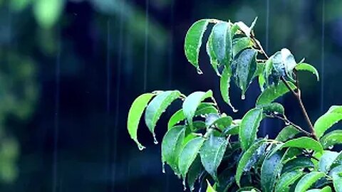 Nature's Lullaby: Soothing Rain Sounds on Leaves for a Restful Night