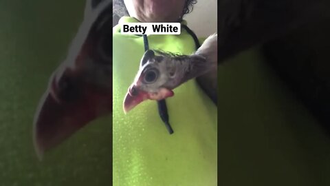 Betty White the guinea fowl has a sore leg