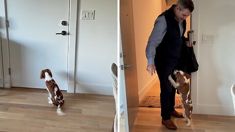 Loving pup enthusiastically welcomes owner home