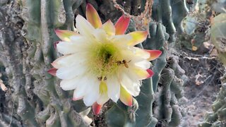 Honey bees working on cactus flower