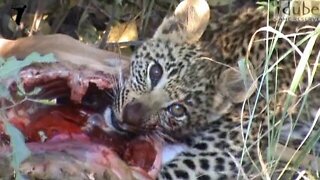 Heterochromic Leopard Cub Eating