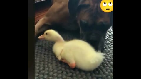 duck and dog playing #shorts #YouTubeshort #viral#meeth miri