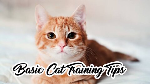 Basic Cat Training Tips| How To Train Your Cat