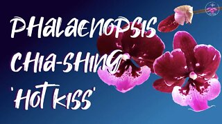 #GVOS2020 - Phalaenopsis Chia-Shing ‘Hot Kiss’