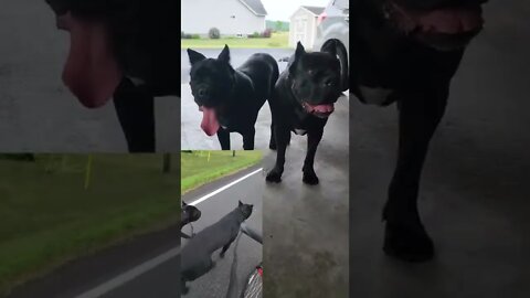 Cane Corso AMAZING Obedience Display