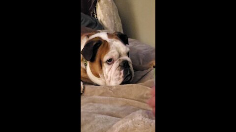 Adorable Bulldog is drooling for Daddy's snack.