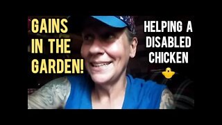 Gains in the Garden | Helping a Disabled Chicken - Ann's Tiny Life and Homestead