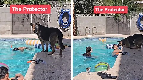 Heartwarming German Shepherd worries over kid's safety in the pool