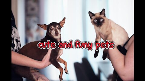 Funny cute dogs and cats