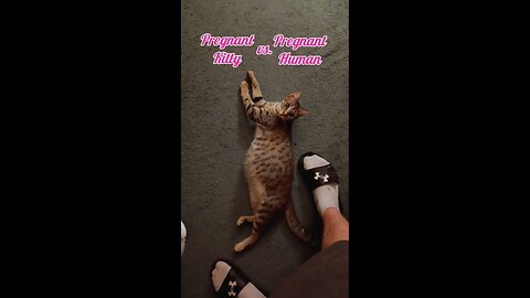 Pregnant Kitty vs. Pregnant Human? Which is cuter?