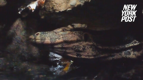 Huge water monitor lizard prowls the sewers