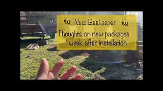 New beekeeper🐝Thoughts about bees one week after installing packages 🐝